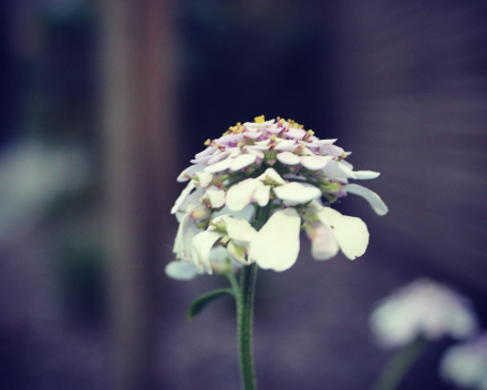 white flower