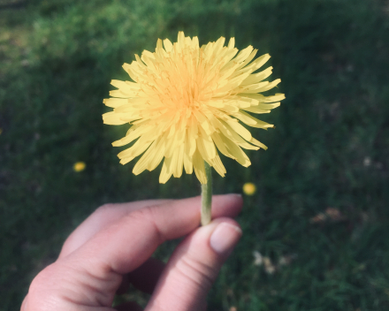 yellow flower