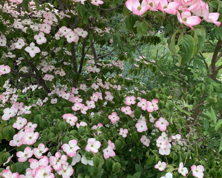 pink flower