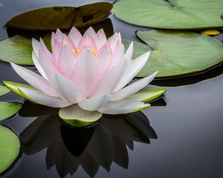 Persoonlijke Yoga Sessie 