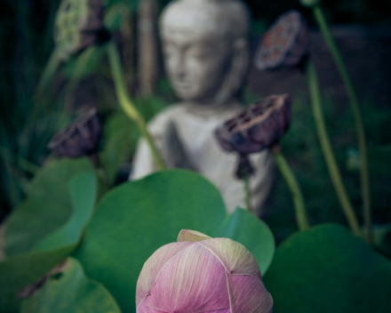 YOGA JOURNEY 
